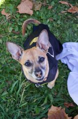 Chihuahua Dogs for adoption in Santa Clara, CA, USA