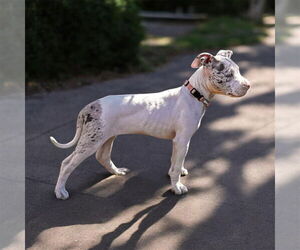 Mutt Dogs for adoption in Springdale, PA, USA