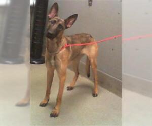 Mutt Dogs for adoption in Las Vegas, NV, USA