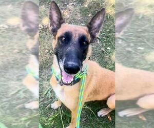 Mutt Dogs for adoption in Sacramento, CA, USA