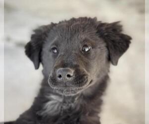 Chow Chow-Unknown Mix Dogs for adoption in Yardley, PA, USA