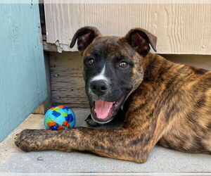 Boxer-Unknown Mix Dogs for adoption in Santa Cruz, CA, USA