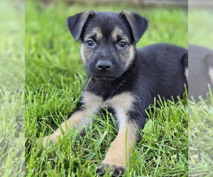 German Shepherd Dog-Unknown Mix Dogs for adoption in Lakewood, CO, USA