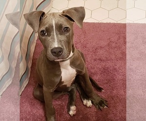 Bull Terrier Dogs for adoption in Mobile, AL, USA