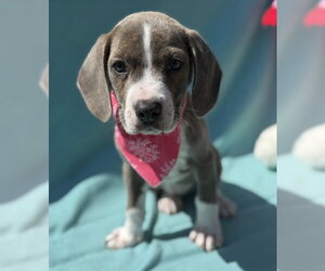 Mutt Dogs for adoption in Warrenton, VA, USA