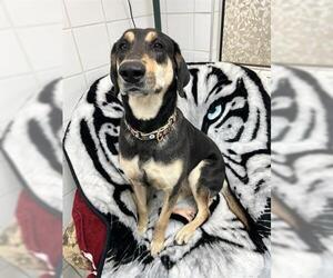 German Shepherd Dog-Unknown Mix Dogs for adoption in Canfield, OH, USA