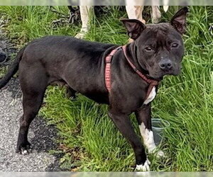 American Staffordshire Terrier-Unknown Mix Dogs for adoption in Lodi, CA, USA