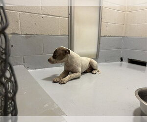 Mutt Dogs for adoption in Augusta, GA, USA