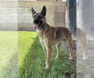 German Shepherd Dog Dogs for adoption in Riverside, CA, USA