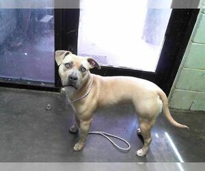 American Pit Bull Terrier-Unknown Mix Dogs for adoption in Tulsa, OK, USA