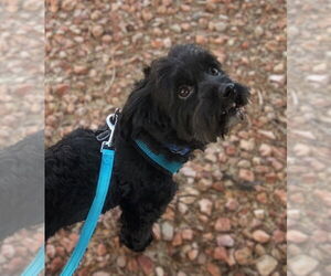 Shih-Poo Dogs for adoption in Phoenix, AZ, USA