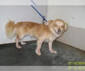 Chihuahua Dogs for adoption in Southampton, NY, USA