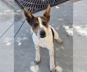 Mutt Dogs for adoption in Lakewood, CO, USA