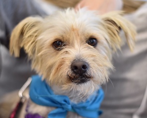 Silky Terrier Dogs for adoption in West Hollywood, CA, USA