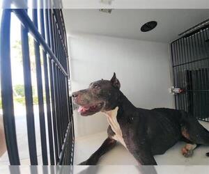 Staffordshire Bull Terrier-Unknown Mix Dogs for adoption in Houston, TX, USA