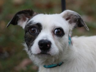 Parson Russell Terrier Dogs for adoption in Cookeville, TN, USA