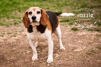 Beagle Dogs for adoption in Kansas City, MO, USA