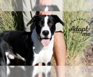 Borador Dogs for adoption in Salt Lake City, UT, USA