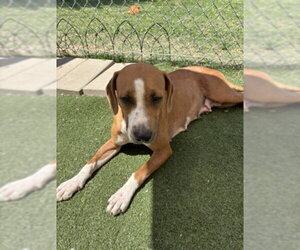 Basset Hound-Unknown Mix Dogs for adoption in Texas City, TX, USA