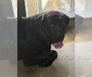 Mutt Dogs for adoption in San Bernardino, CA, USA