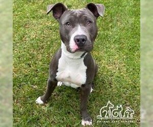 American Pit Bull Terrier-Unknown Mix Dogs for adoption in Irvine, CA, USA