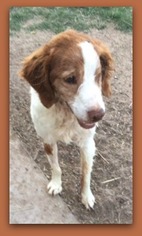 Brittany Dogs for adoption in Pampa, TX, USA