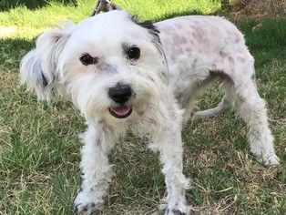 Poodle (Miniature)-Unknown Mix Dogs for adoption in Bell Gardens, CA, USA