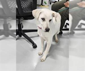 Labrador Retriever Dogs for adoption in Temple, TX, USA