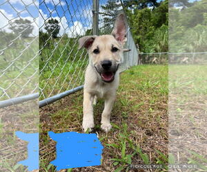 Mutt Dogs for adoption in NYC, NY, USA