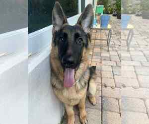 German Shepherd Dog Dogs for adoption in Plantation, FL, USA