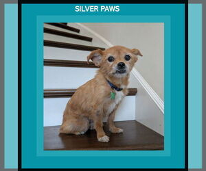 Mutt Dogs for adoption in Royal Palm Beach, FL, USA