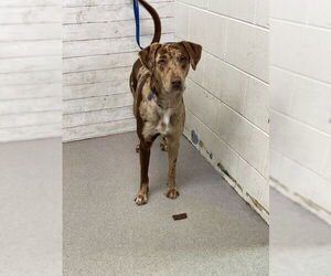 Catahoula Leopard Dog-Unknown Mix Dogs for adoption in San Bernardino, CA, USA