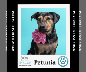Medium Photo #1 Labrador Retriever-Unknown Mix Puppy For Sale in Kimberton, PA, USA