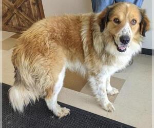 Golden Pyrenees Dogs for adoption in Rockwall, TX, USA