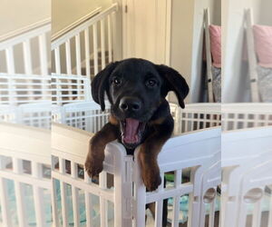 Labrador Retriever Dogs for adoption in Minneapolis, MN, USA