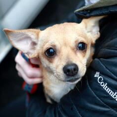 Chihuahua Dogs for adoption in Arlington, VA, USA