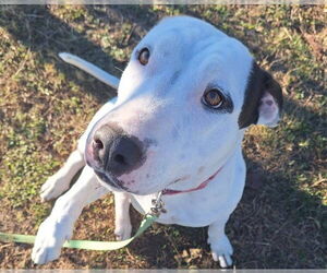 Bull Terrier-Unknown Mix Dogs for adoption in Ocala, FL, USA