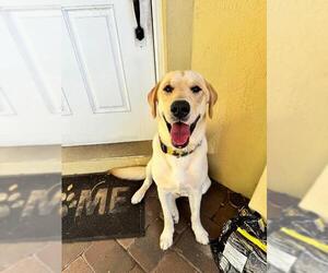 Labrador Retriever-Unknown Mix Dogs for adoption in Plantation, FL, USA