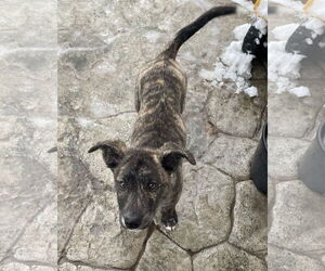 Mountain Cur-Unknown Mix Dogs for adoption in Duluth, MN, USA