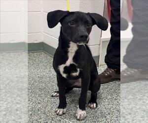 Feist Terrier-Unknown Mix Dogs for adoption in Salisbury, NC, USA