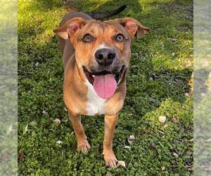 Mutt Dogs for adoption in Irvine, CA, USA