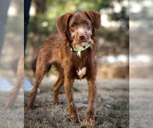 Mutt Dogs for adoption in Plymouth, MN, USA