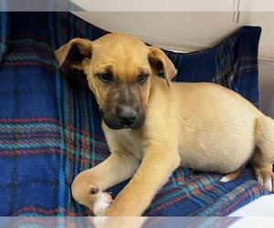 German Shepherd Dog-Unknown Mix Dogs for adoption in HESPERIA, CA, USA