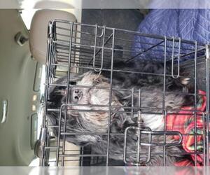 Shih Tzu Dogs for adoption in Tonopah, AZ, USA