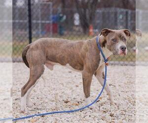American Pit Bull Terrier-Unknown Mix Dogs for adoption in Waco, TX, USA