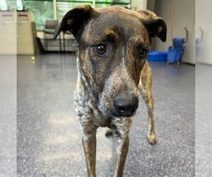 Mutt Dogs for adoption in Anchorage, AK, USA