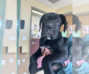 Mutt Dogs for adoption in Santa Cruz, CA, USA