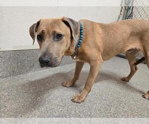 American Pit Bull Terrier-Black Mouth Cur Mix Dogs for adoption in Louisville, KY, USA
