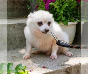 Pomeranian Dogs for adoption in Madison, WI, USA
