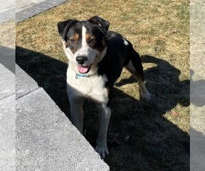 Border Collie-Unknown Mix Dogs for adoption in Herndon, VA, USA